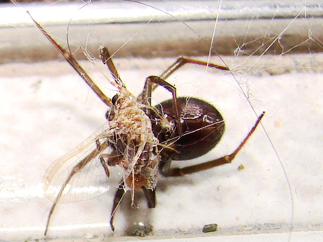 Steatoda sp.